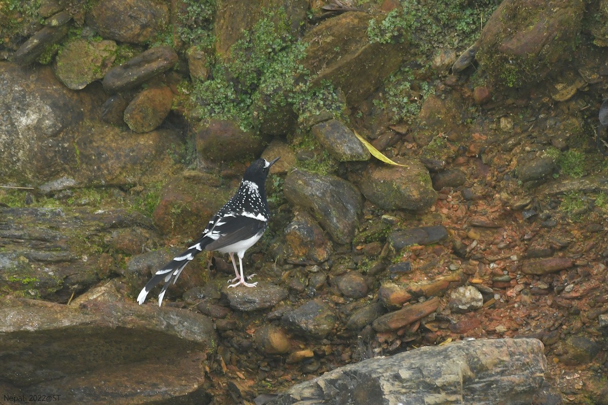 Spotted Forktail - ML507345771