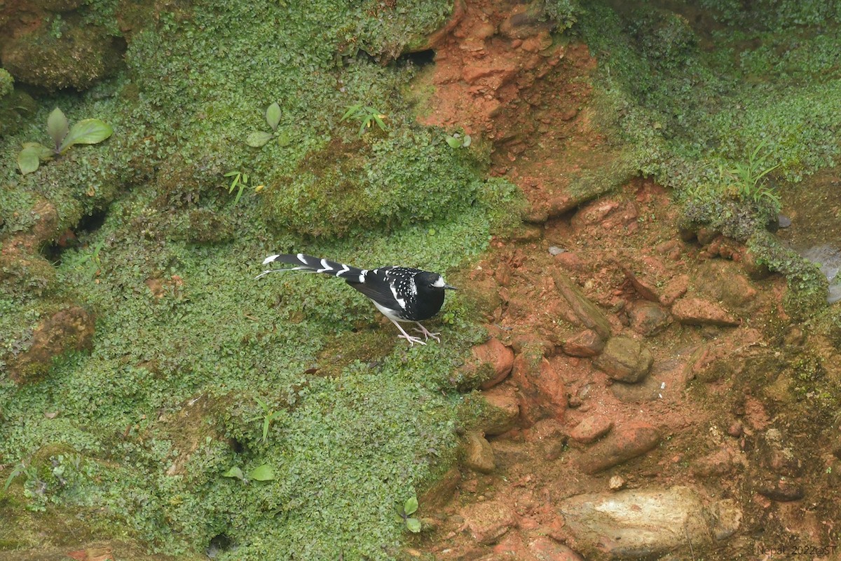 Spotted Forktail - ML507345791