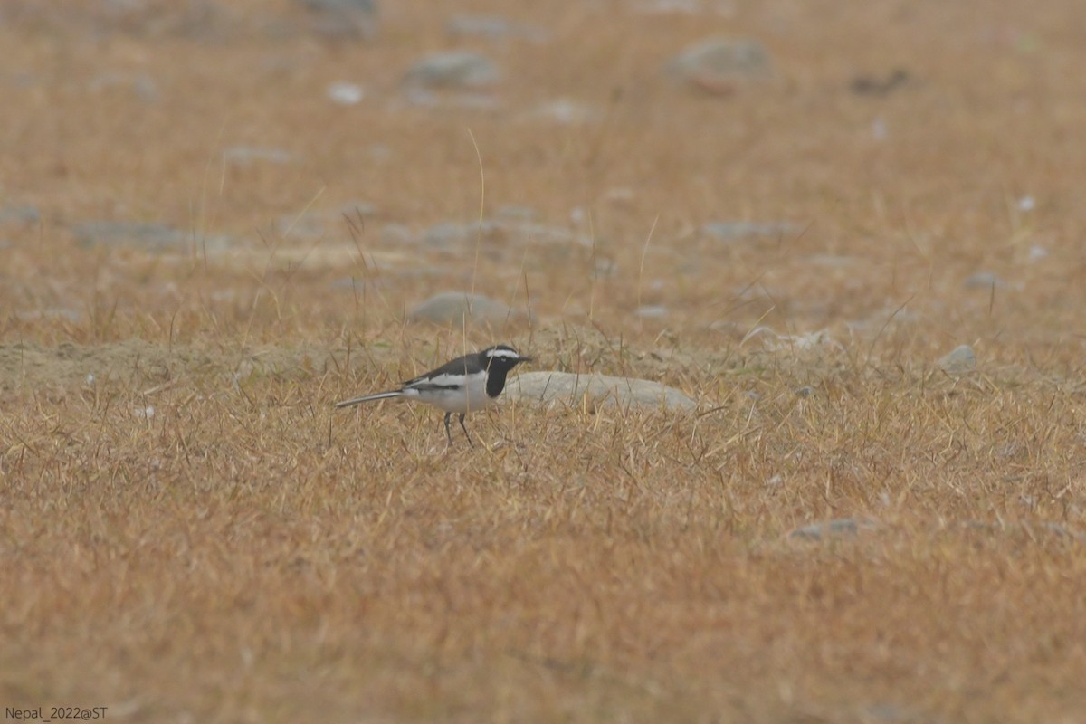 White-browed Wagtail - ML507346051