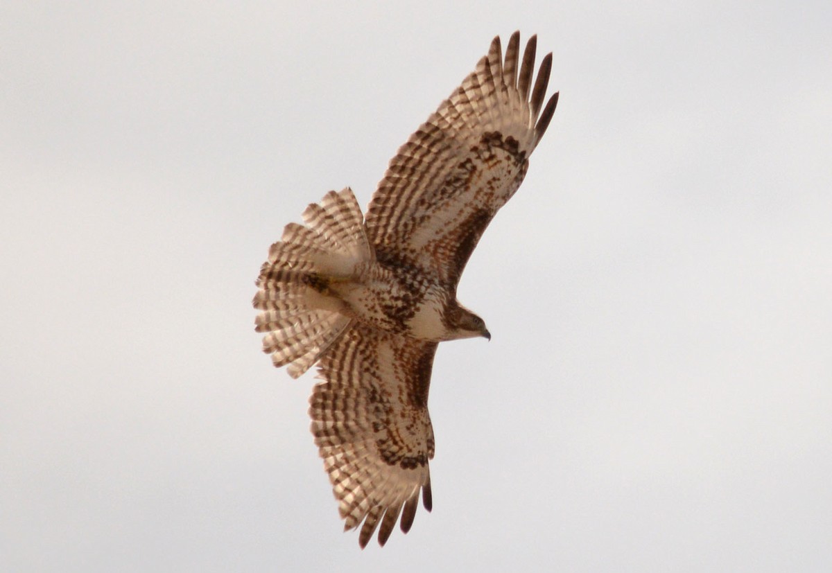 Red-tailed Hawk - Hal Robins