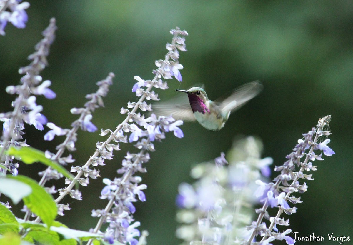 Bumblebee Hummingbird - Jonathan Vargas