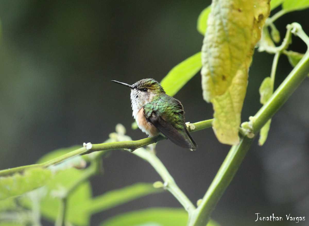Bumblebee Hummingbird - ML50735371