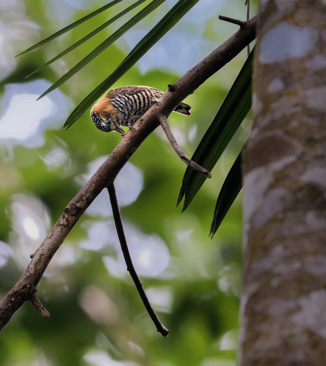 Ochre-collared Piculet - ML507359551
