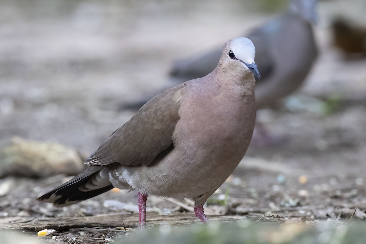 Gray-fronted Dove - ML507360831