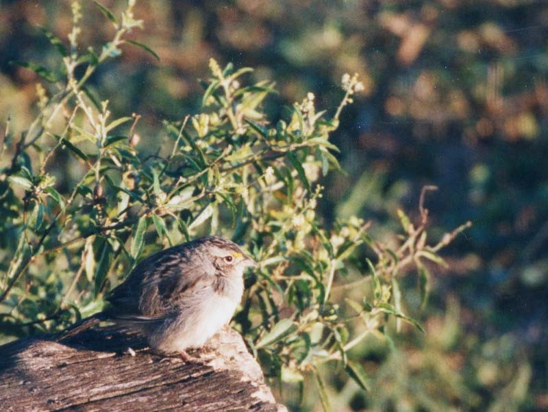 Grassland Sparrow - ML507360891