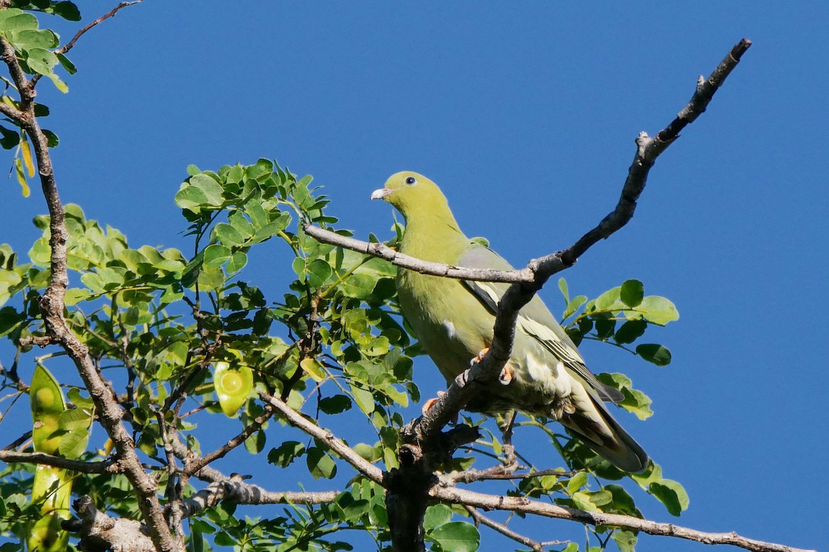 Madagascar Green-Pigeon - ML507363161