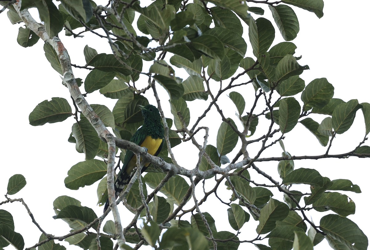 African Emerald Cuckoo - ML507363311