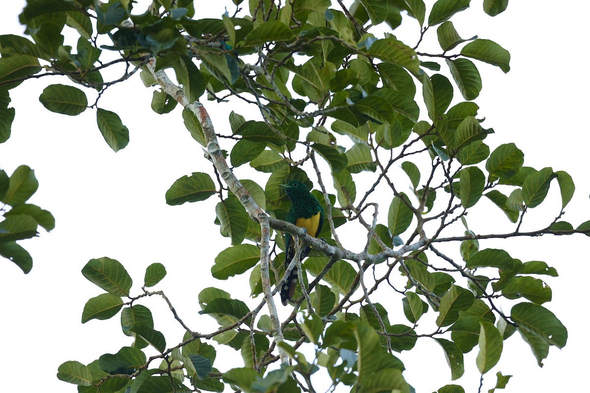 African Emerald Cuckoo - ML507363321