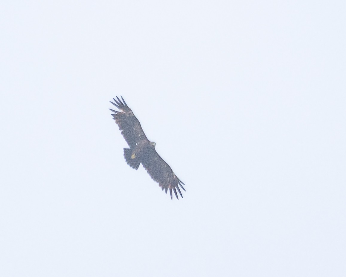 Greater Spotted Eagle - Vikram S
