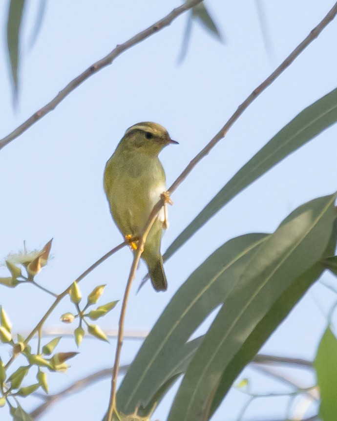 Yellow-browed Warbler - Vikram S