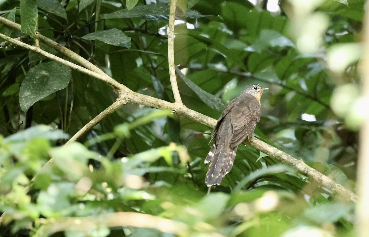 Olive Long-tailed Cuckoo - ML507364541
