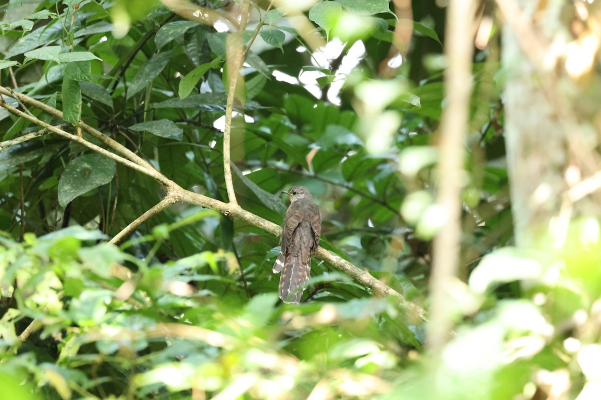 Olive Long-tailed Cuckoo - Ángel Vela