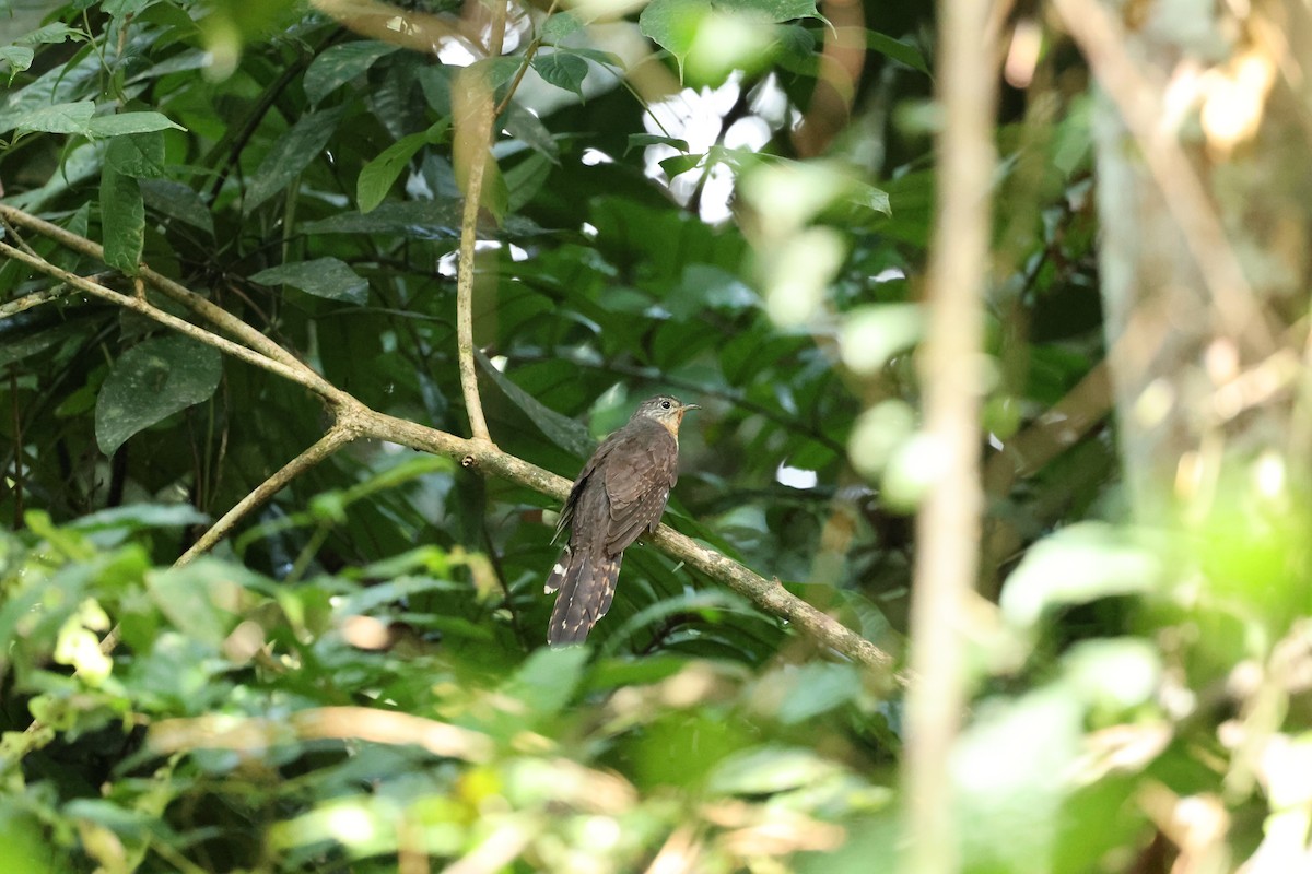 Olive Long-tailed Cuckoo - ML507364561