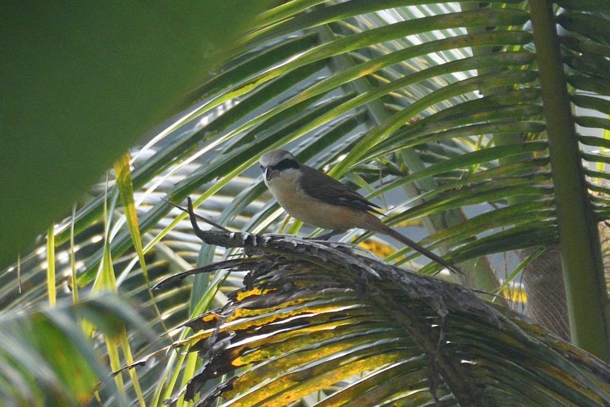 Brown Shrike (Philippine) - ML507366601