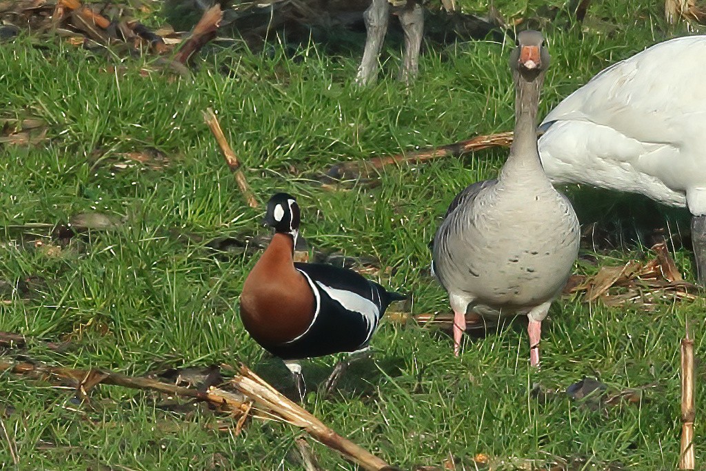 Red-breasted Goose - ML507366801