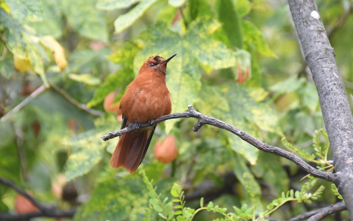 kolibřík fernandezský - ML507368951