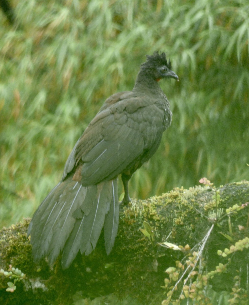 Crested Guan - ML507371281