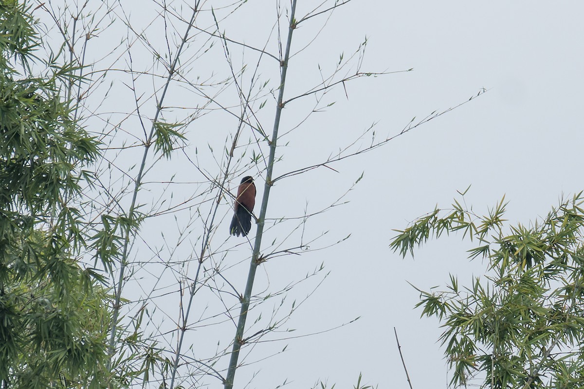 Greater Coucal (Greater) - ML507375311