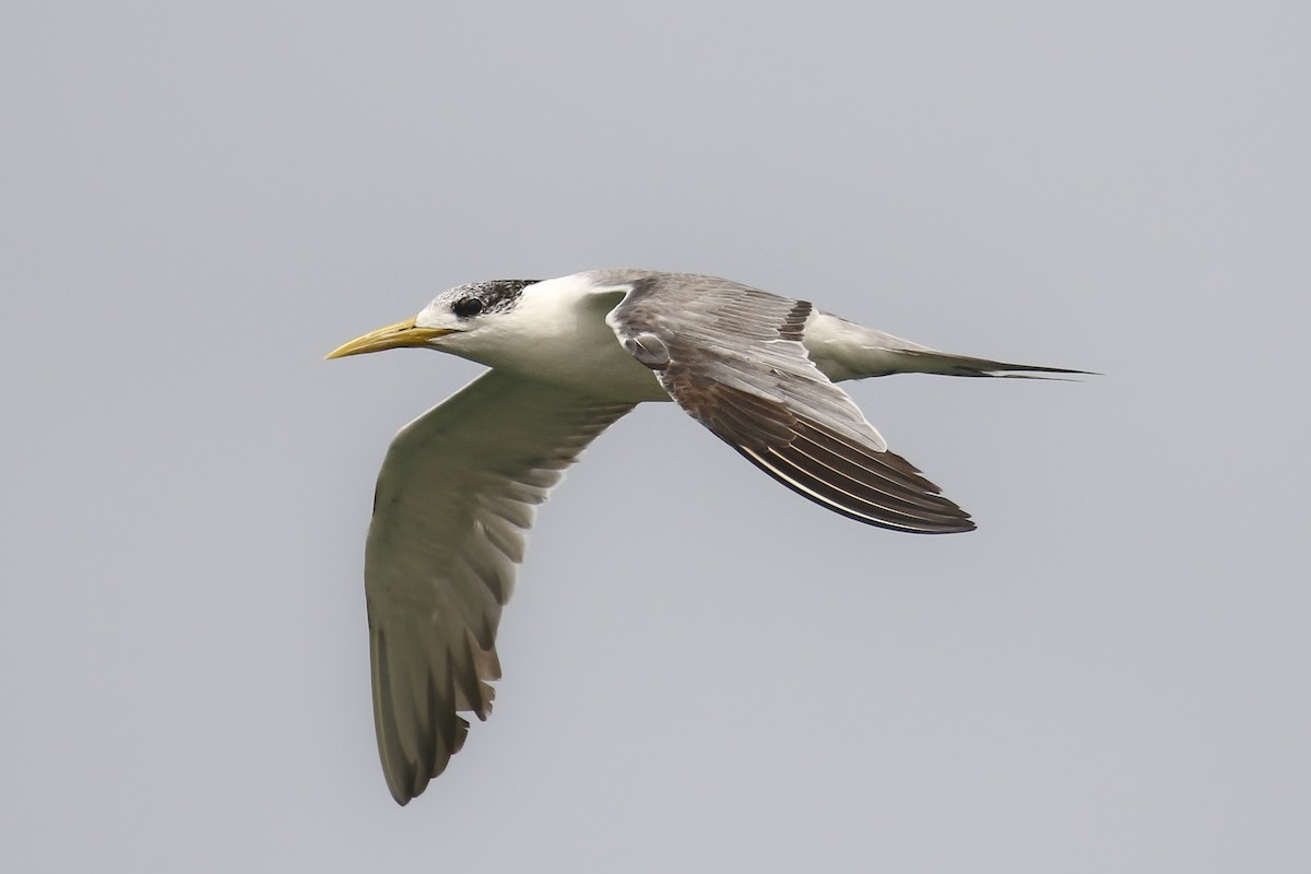 Great Crested Tern - ML507375771