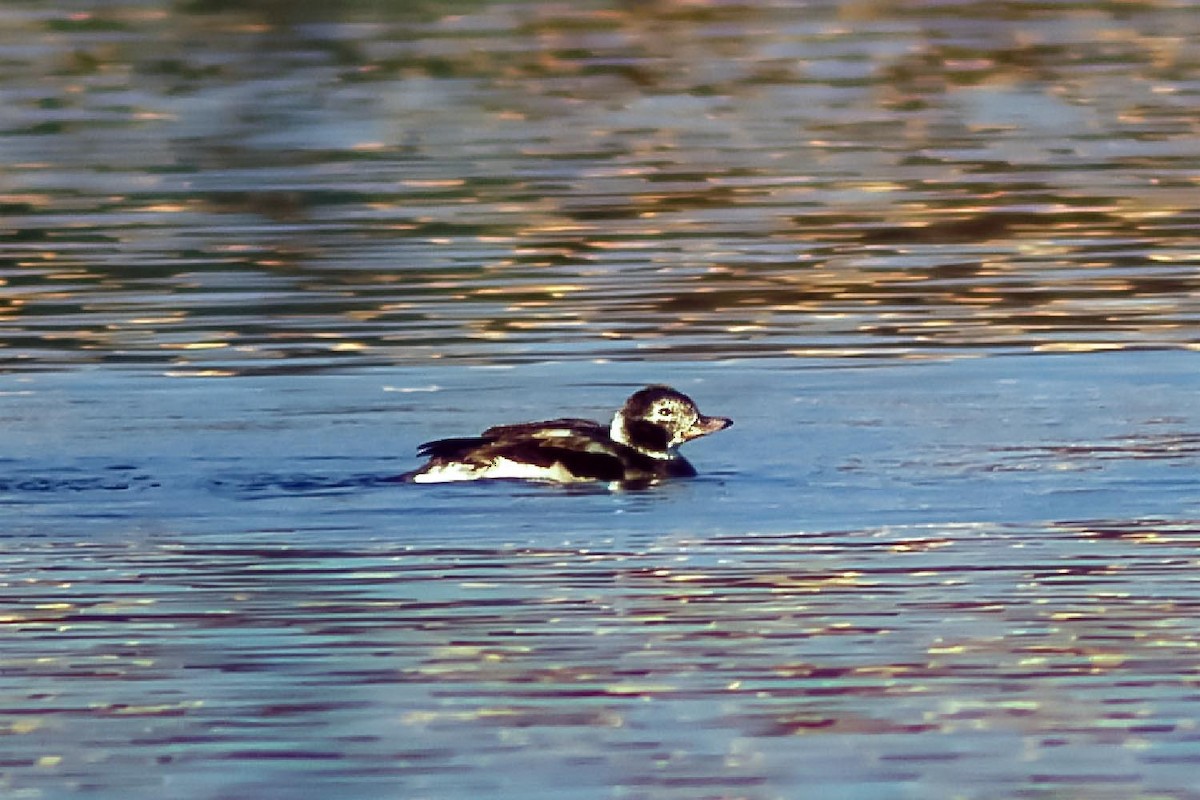 Long-tailed Duck - ML507377891