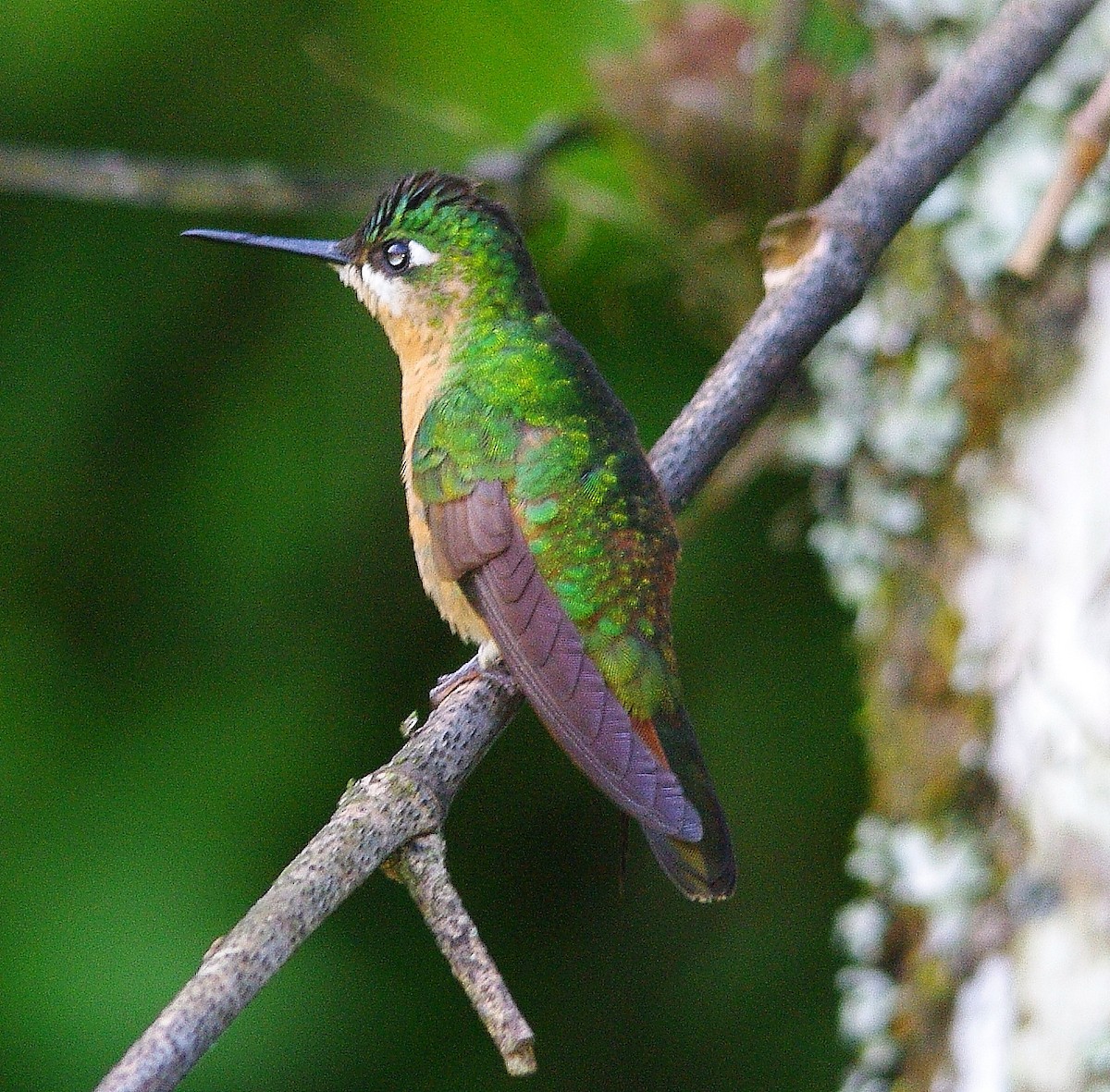 kolibřík brazilský - ML507378851