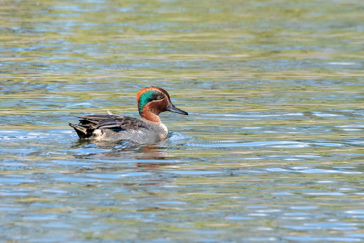Green-winged Teal - ML507385671