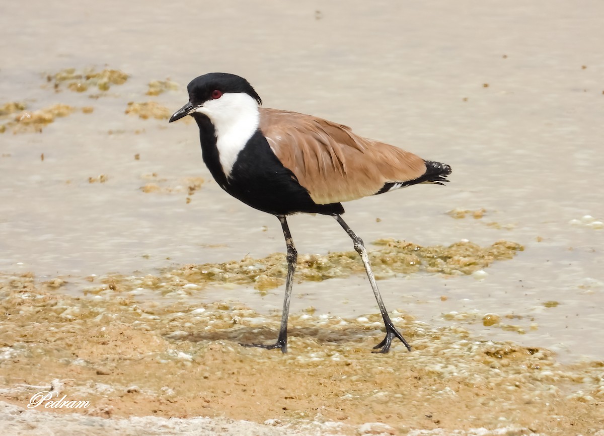 Spur-winged Lapwing - ML507388331