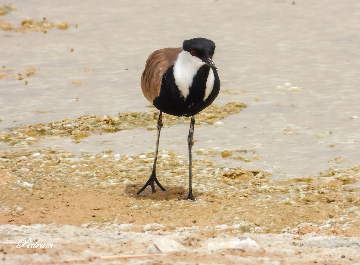 Spur-winged Lapwing - ML507388621