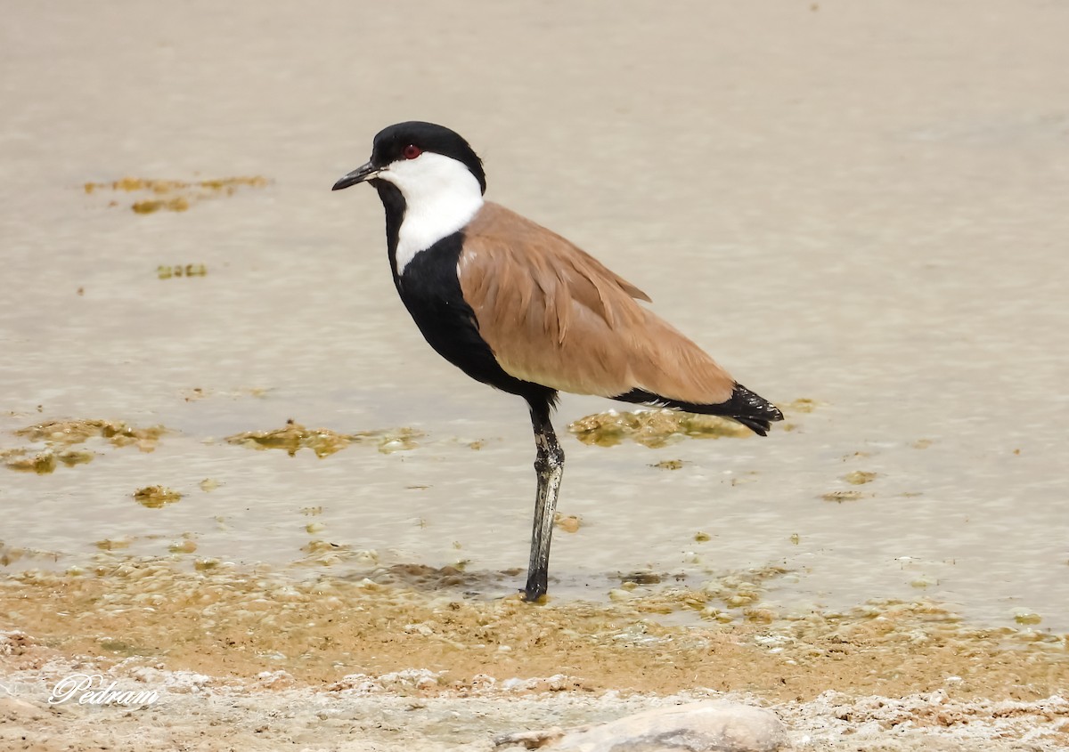 Spur-winged Lapwing - ML507388791