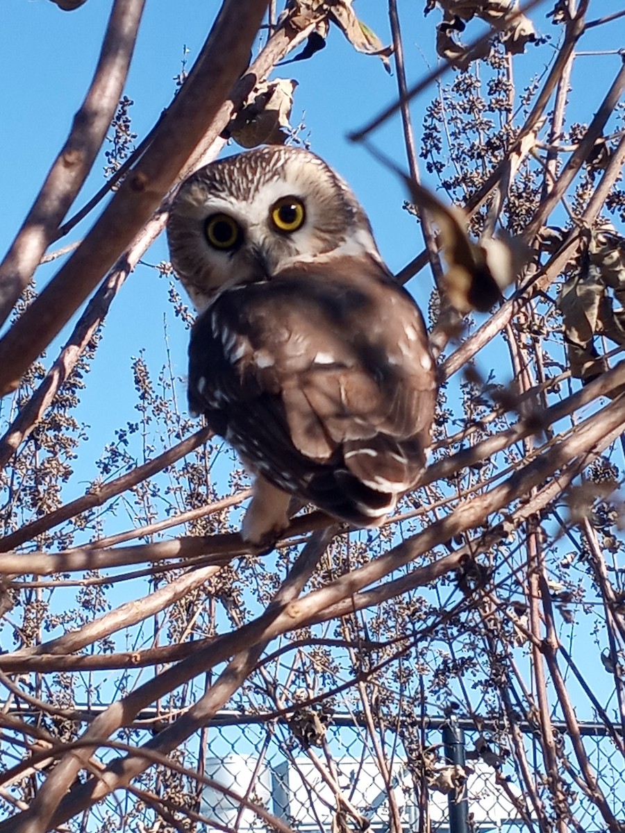 Northern Saw-whet Owl - Wayne Longbottom