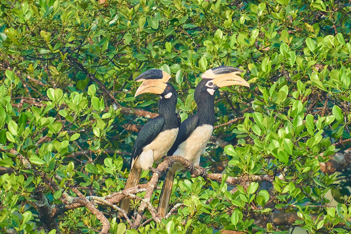 Malabar Pied-Hornbill - Raghavendra  Pai