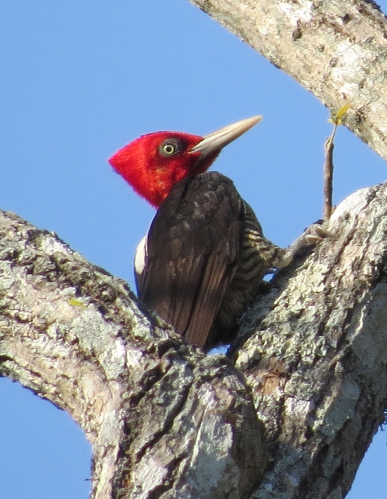 Pale-billed Woodpecker - Michael Butler
