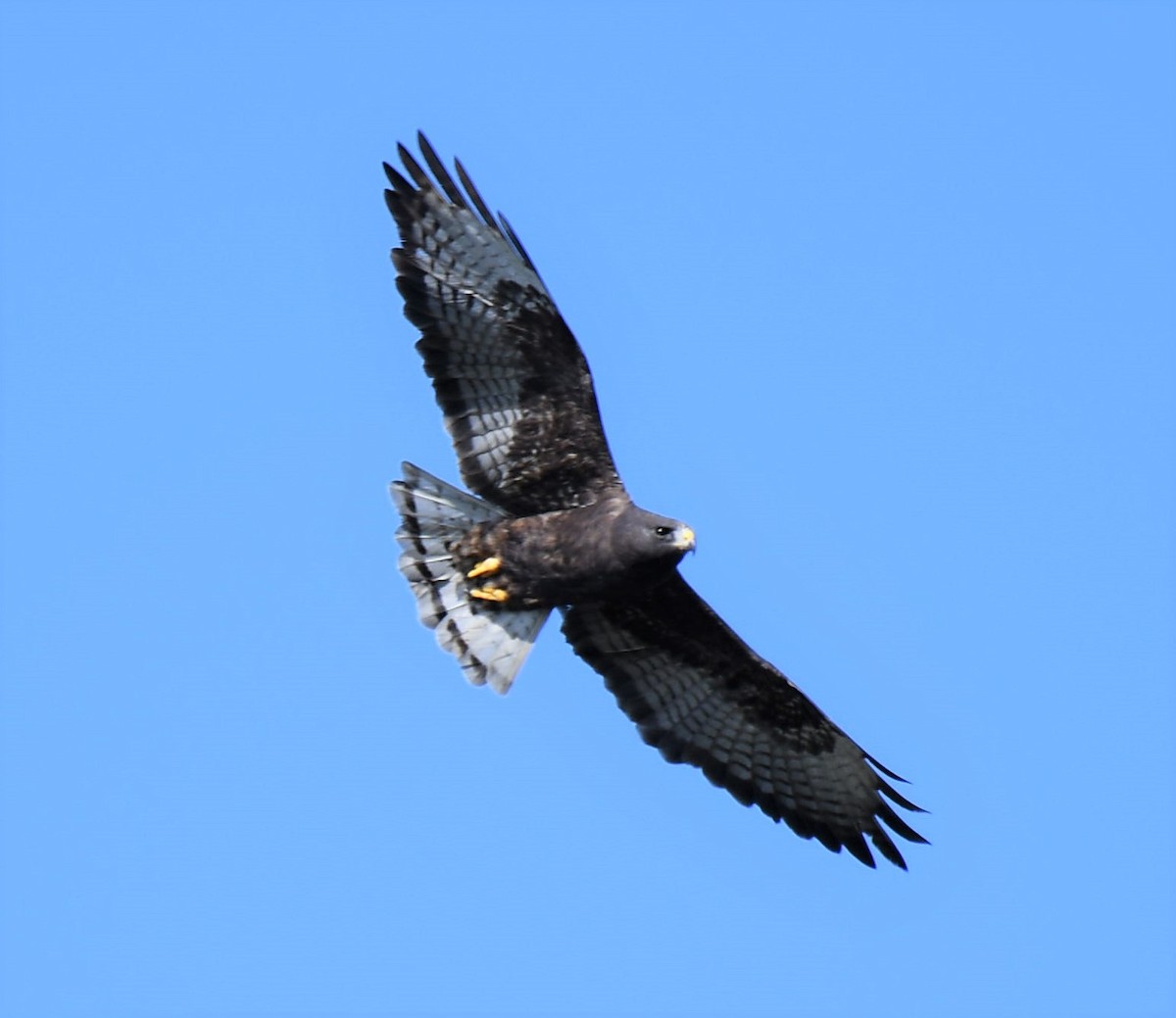 Short-tailed Hawk - Bruce Cochrane