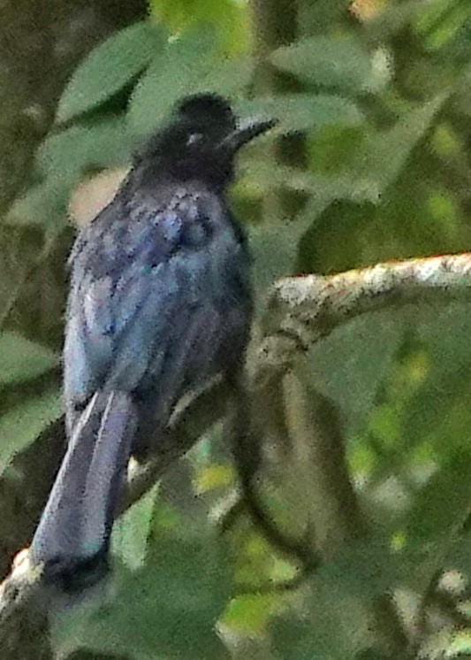 Greater Racket-tailed Drongo - ML507407071