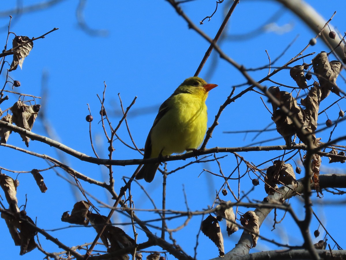 eBird Checklist - 26 Nov 2022 - Cape Island--Higbee Beach WMA - 8 species