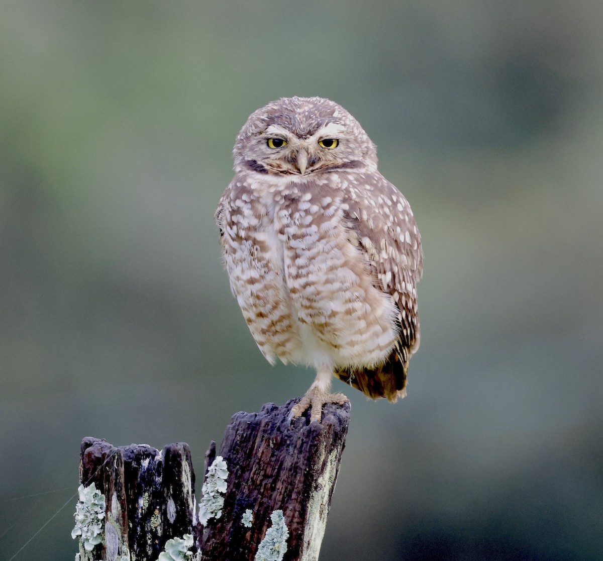 Burrowing Owl - ML507419561