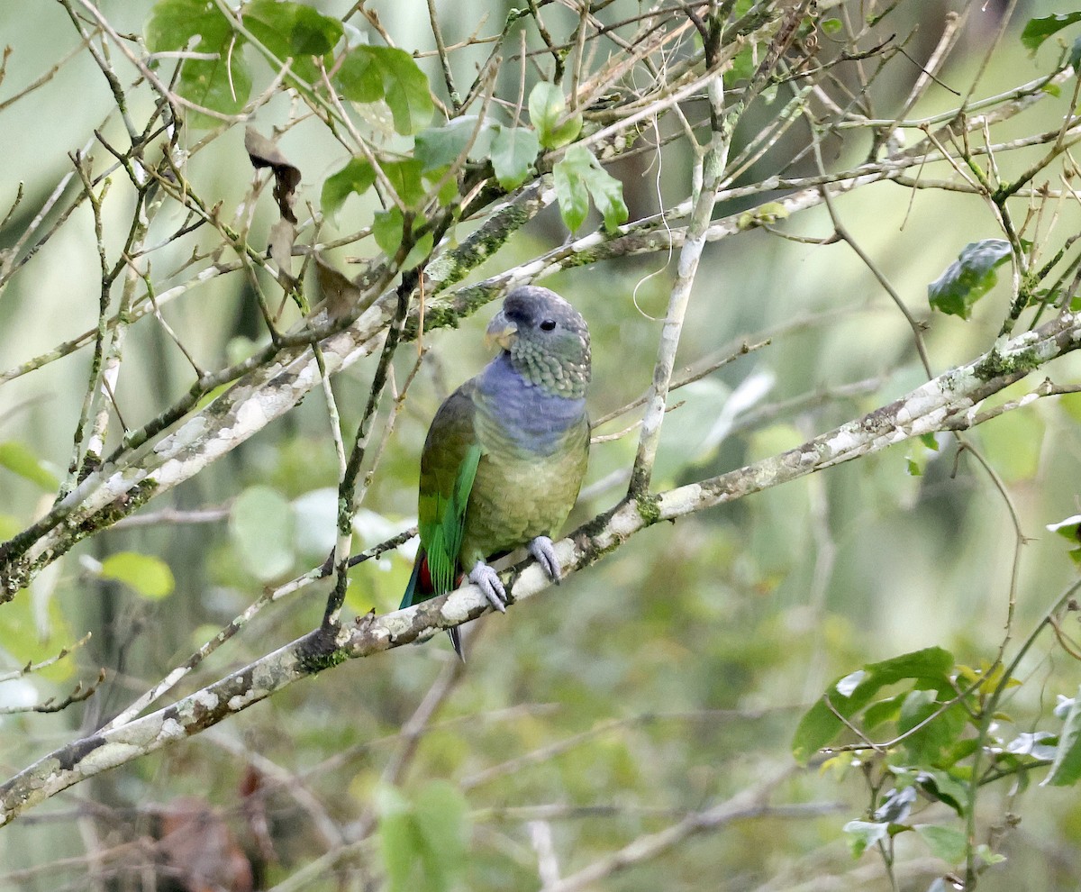Scaly-headed Parrot - ML507419961