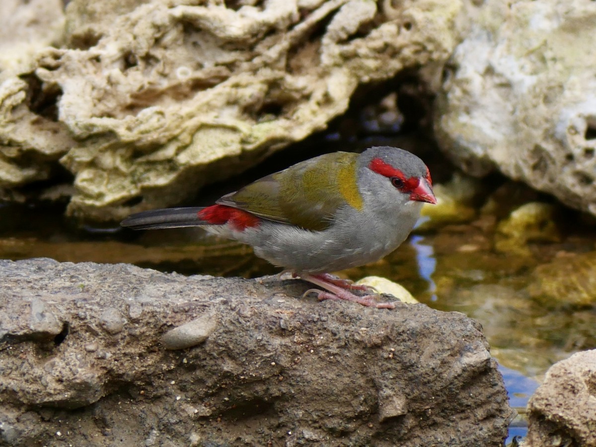 Red-browed Firetail - ML507426941