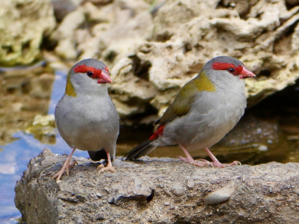 Red-browed Firetail - ML507427021