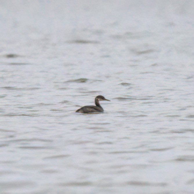 Red-necked Grebe - ML507438101
