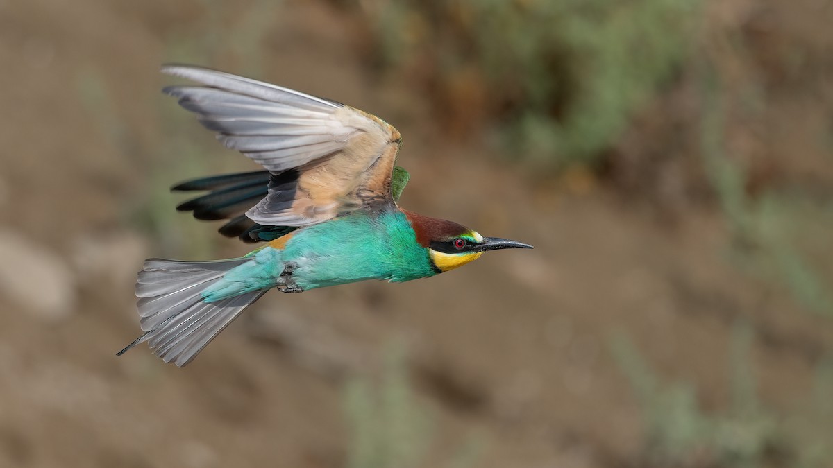 European Bee-eater - Eren Aksoylu