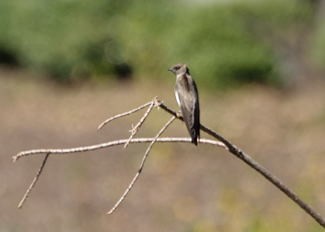 Northern Rough-winged Swallow - Alan Seelye-James