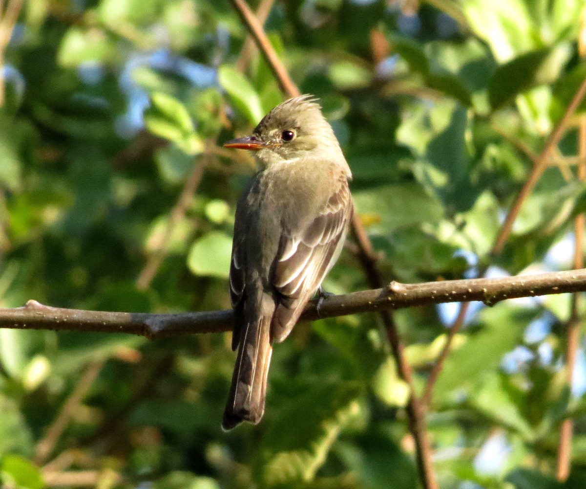 Greater Pewee - ML50744371