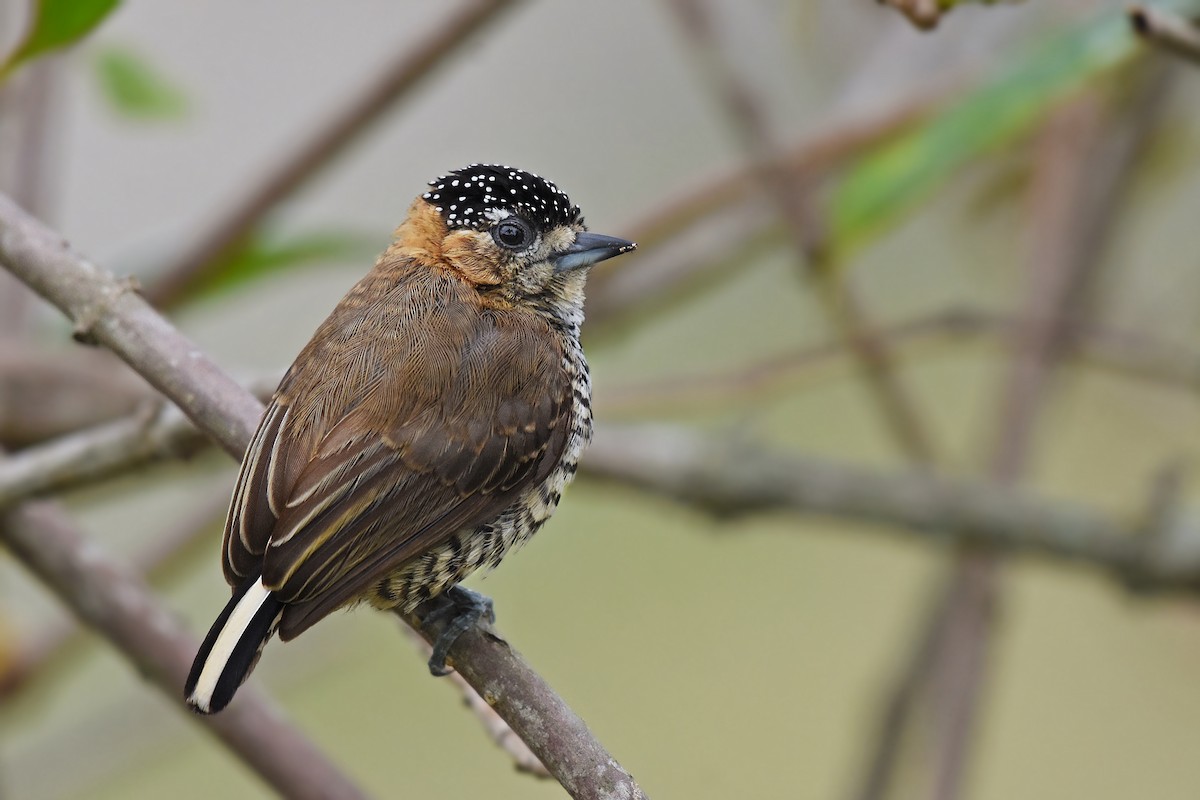 Ochre-collared Piculet - ML507444251