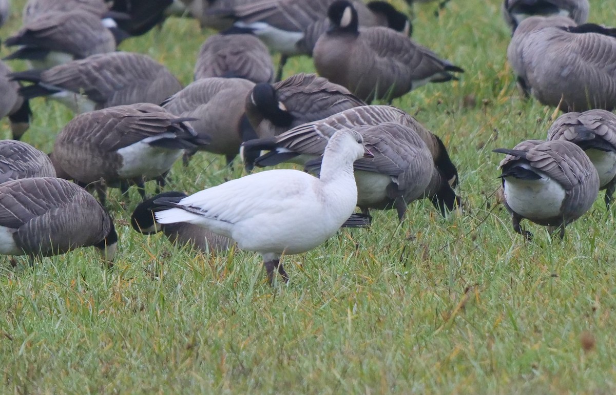 eBird Checklist - 26 Nov 2022 - Friendly Street neighborhood - 25 species