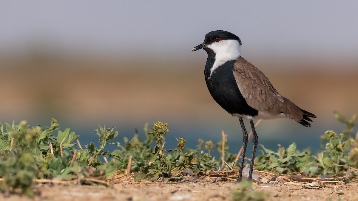Spur-winged Lapwing - ML507447501