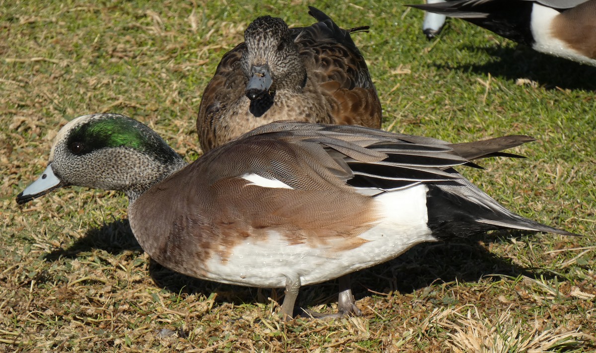 eBird Checklist - 26 Nov 2022 - Reid Park - 35 species (+3 other taxa)