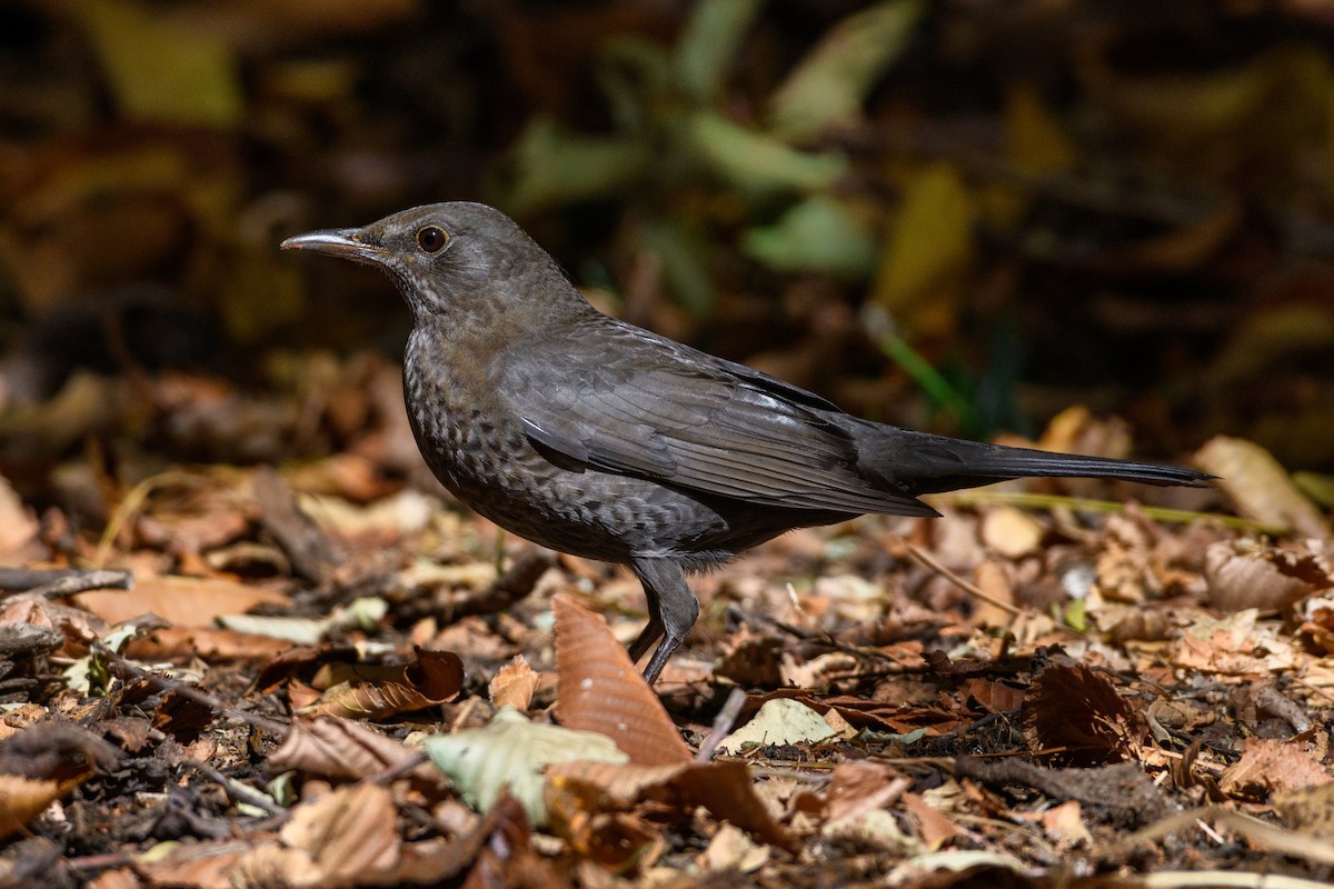 Eurasian Blackbird - ML507472431