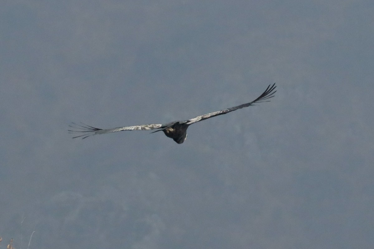 Andean Condor - ML507473031