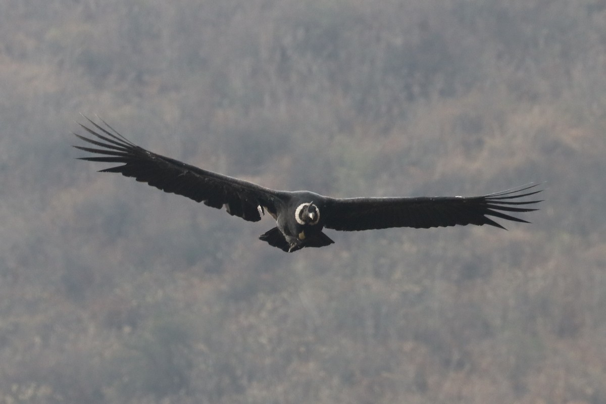 Andean Condor - ML507473041